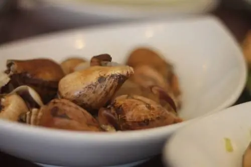 В Очо вы можете поймать букавил, морскую улитку Лейте. Его можно приготовить с чесночным маслом, кокосовым молоком или просто приготовить на пару.