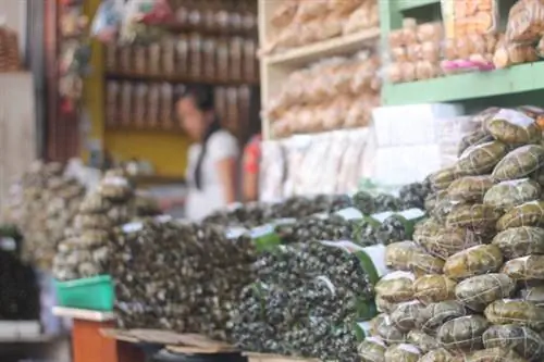 SMB, основной пасалубонг из Лейте (Сагмани, Морон, Бинагол), можно найти на Калле Самора, в центре города Таклобан.