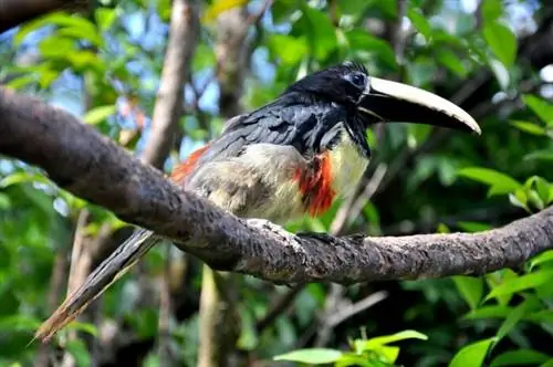 Наблюдение за птицами в Венесуэле