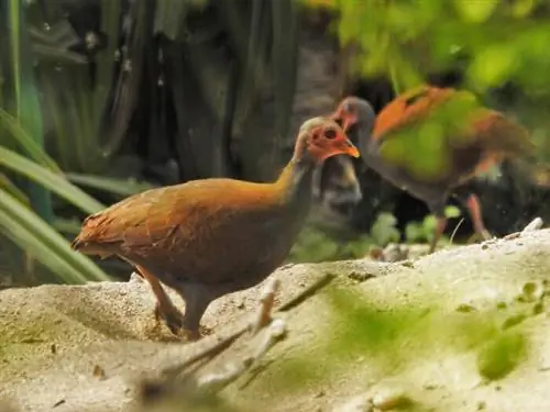 Частный остров Банва - Tabon Birds