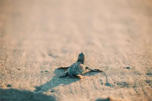 Частный остров Банва - детеныш черепахи-ястребника