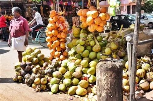 Торговец кокосовым соком возле дворцового комплекса Падманабхапурам