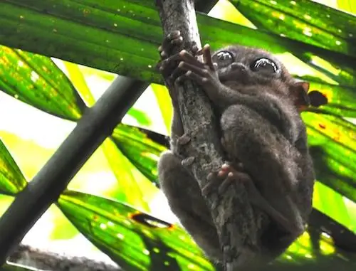 Заповедник Корелла Долгопят на Бохоле