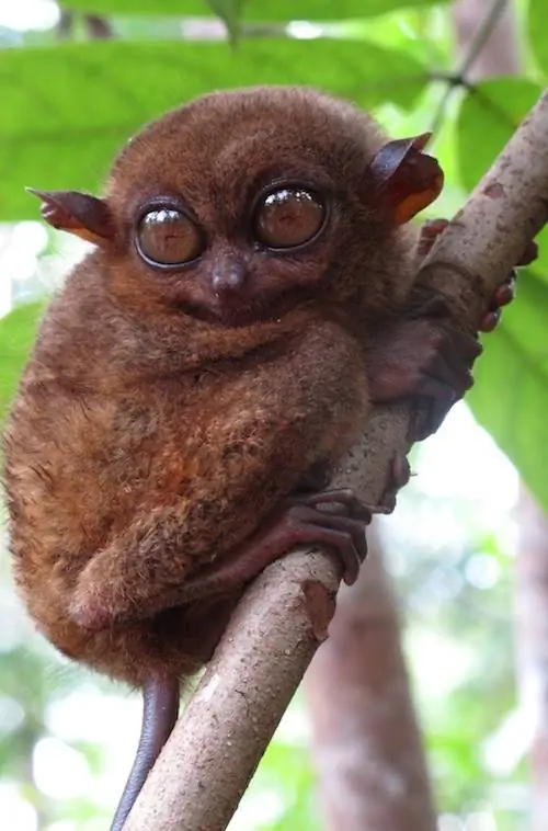 Филиппинский заповедник долгопятов на Бохоле