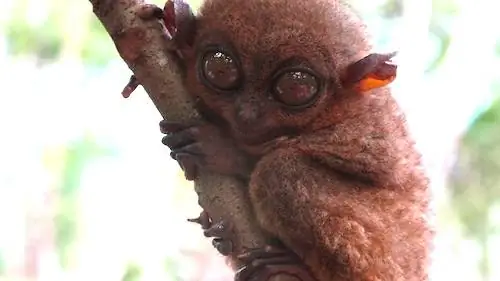 Улыбающийся долгопят