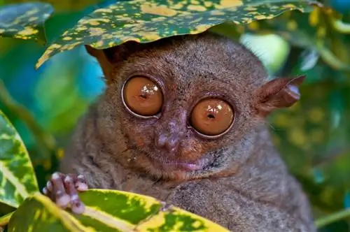 Филиппинский долгопят и заповедник дикой природы в Корелле, Бохол