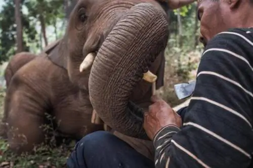Парк Elephant Jungle Paradise в Чиангмае