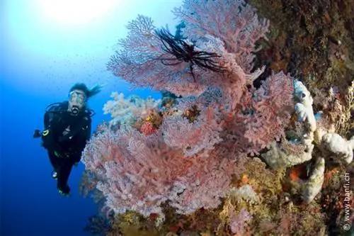 Дайвинг на Бохоле от diversiondivetravel.com