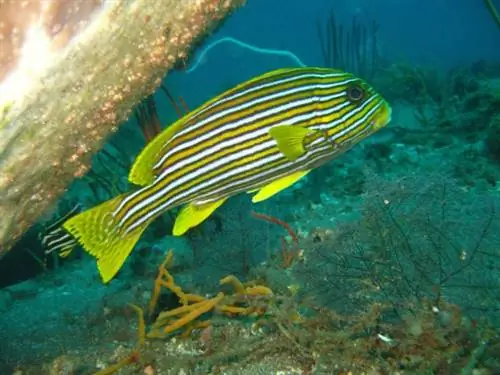Plectorhinchus Polytaenia в Анилао Батангасе