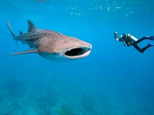 Дайвинг в Донсоле, фото с сайта Orpheusdive.com