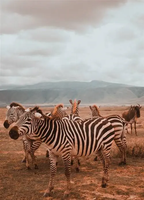 Заповедник Нгоронгоро, созданный Ema Studios через Unsplash