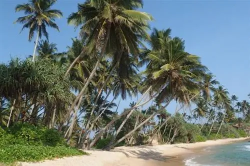 Пляж Диквелла в Шри-Ланке.
