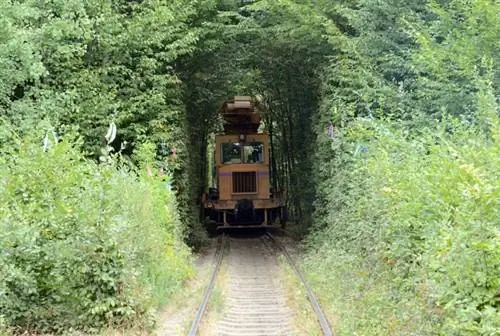 Туннель любви в Клевани, фото из Википедии CC