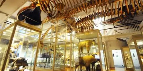 Гарвардский музей естественной истории