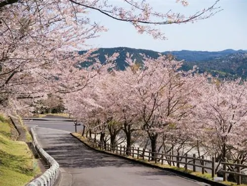 Сакура в Киришиме, Кагосиме, Япония, автор @annintofu через Flickr CC