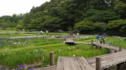 Цветочный парк Хамамацу, автор Хидецугу Тономура, Flickr CC