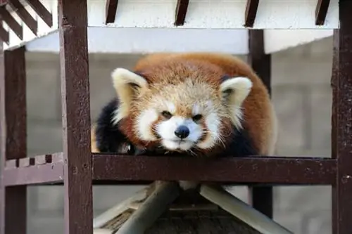 Зоологический сад Хамамацу, автор: Бонг Грит, Flickr CC