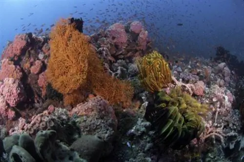 Проход острова Верде