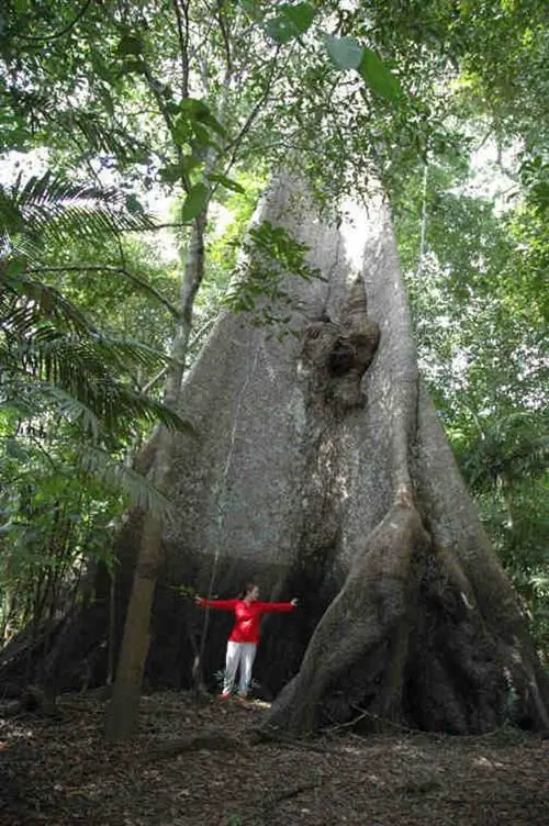 Посещение дерева Самаума