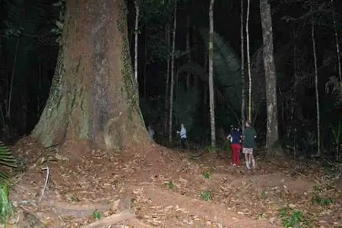 Ночь в лесу Амазонки