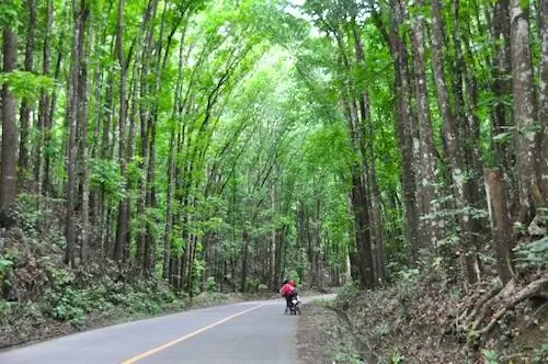 Биларский рукотворный лес