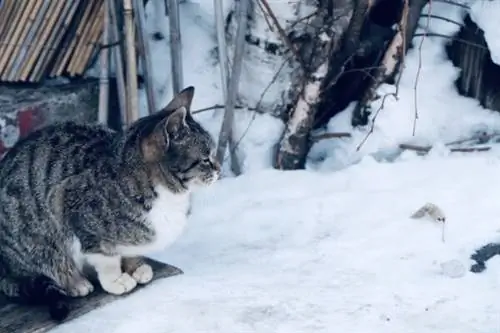 Снежный кот в деревне айнов