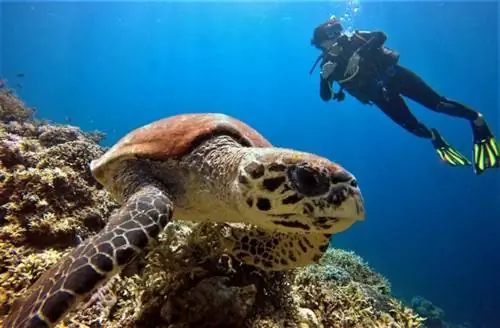 Морская черепаха на курортах Эль Нидо