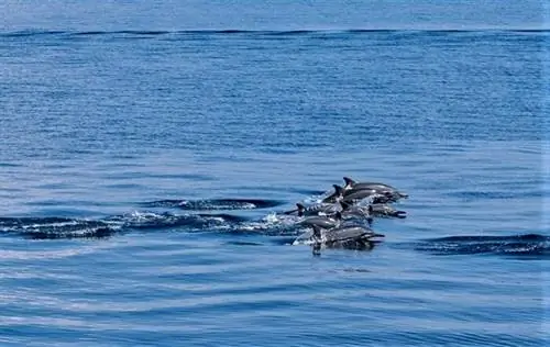 Морские млекопитающие в заливе Сарангани