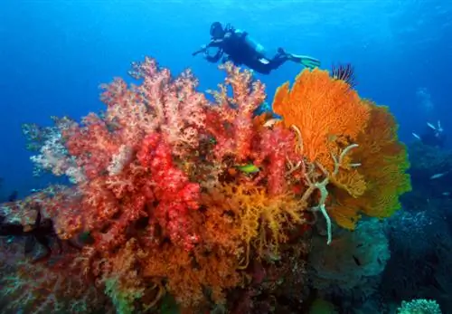 CORON DIVING, DISCOVERY FLEET Погружение на Филиппины
