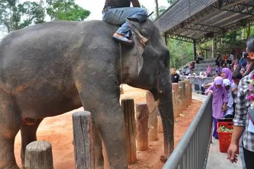 Слон взаимодействует со зрителями