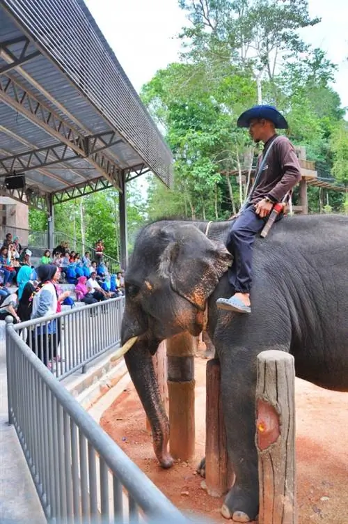 Слон пытается играть с детьми