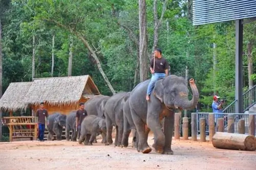 Слоны маршируют перед публикой
