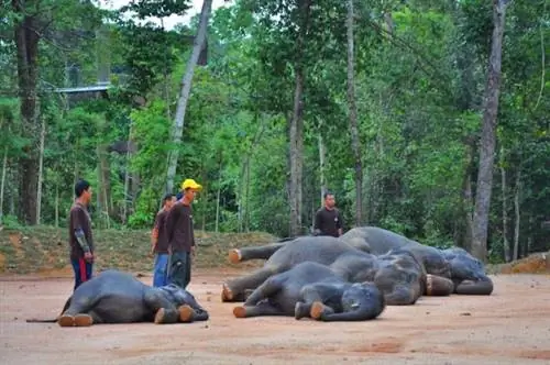 Слоны притворяются мертвыми