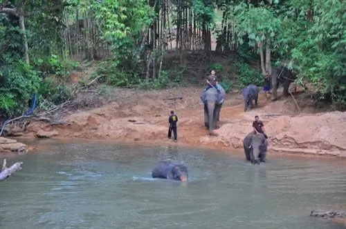 Слоны купаются на реке Темелонг