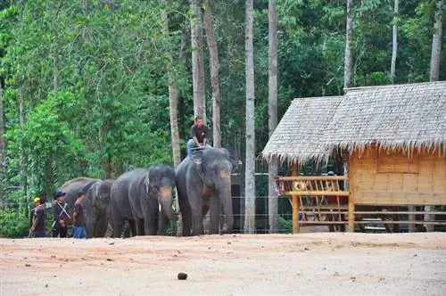 Посещение деревни охраны слонов Кенир в Теренггану, Малайзия