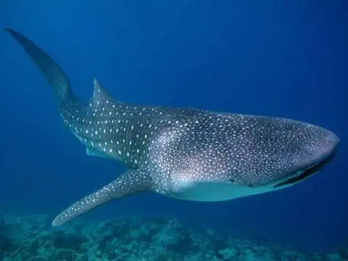 Дайвинг с акулами на Мальдивах