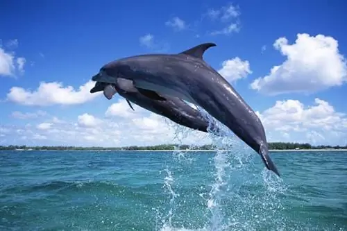 Наблюдение за дельфинами на Мальдивах