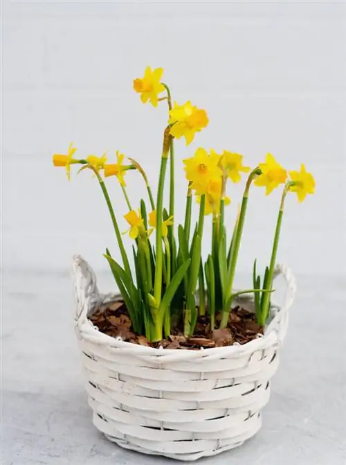 Весенний горшок с нарциссами, фото через Depositphotos