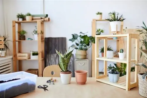 Змеиное растение, фото взято с сайта Depositphotos