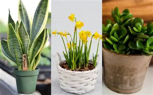 5 комнатных растений, которые ядовиты для кошек