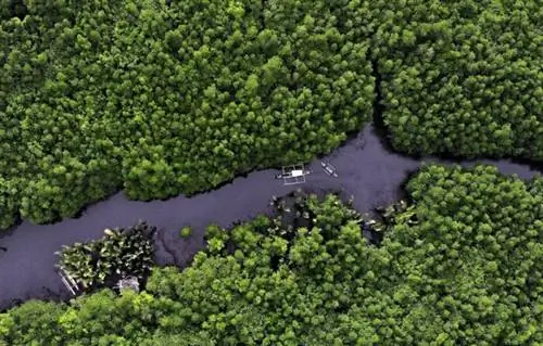 Мангровый лес Дель Кармен, фото Эрвина Маскаринаса, фото через DOT