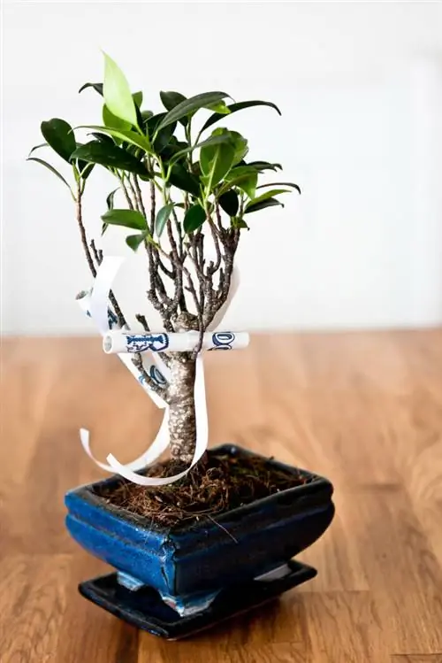 Денежное дерево, автор Хаукур Гербертссон, Flickr CC.