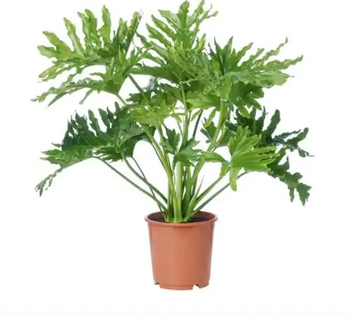 Филодендрон Селлум, фото через IKEA PH Mall of Asia.