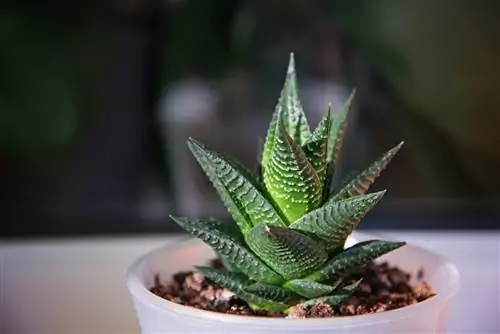 10 самых простых комнатных растений, которые может вырастить каждый