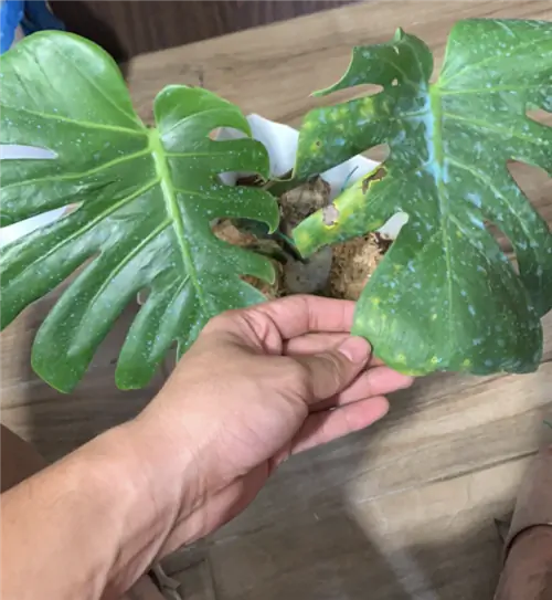 Ржавчина Monstera Deliciosa