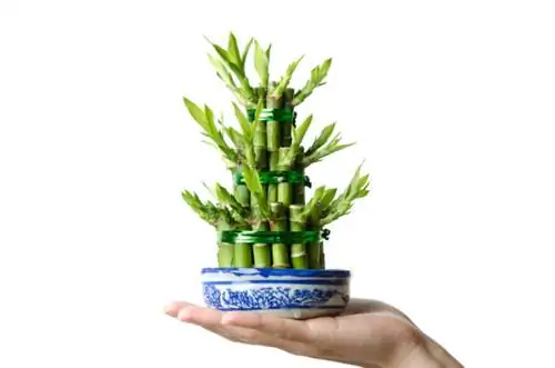 Счастливый бамбук, Dracaena sanderiana, фото через Depositphotos