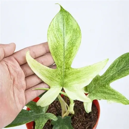 Филодендрон Флоридский призрак, фото через AroidMarket.com