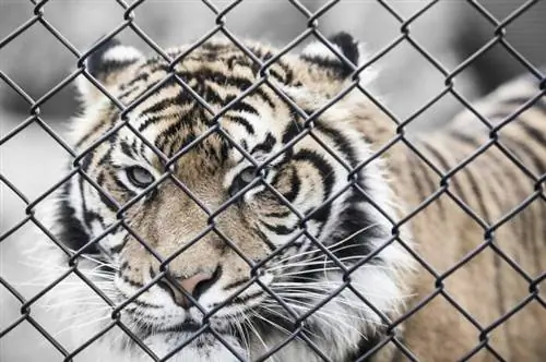 Panthera tigris в неволе в заповеднике Symbio Wildlife Par