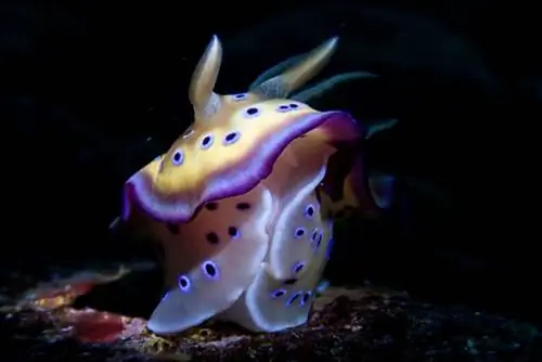 «Перестрелка Анилао», Марк Стивен Де Леон