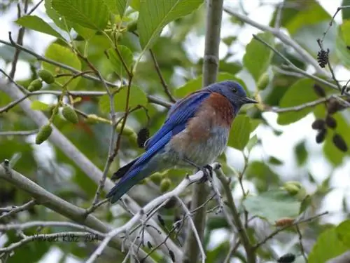 Western Bluebird в региональном парке Крейг, автор: Майкл Клотц, Flickr CC Western Bluebird в региональном парке Крейг, автор: Майкл Клотц, Flickr CC